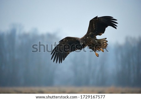 Large and majestic White-tailed eagle (Haliaeetus albicilla) approaches in flight.
