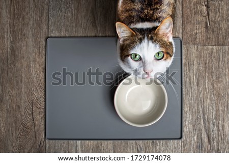 Hungry cat sitting in front of a emty food dish and looking up to the camera. Royalty-Free Stock Photo #1729174078