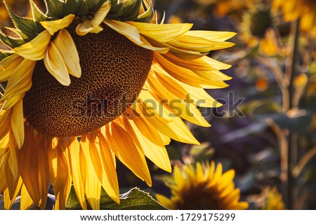 Yellow sunflower in the sunset light. Close-up. Sunflower, close-up.  Yellow big flower. Royalty-Free Stock Photo #1729175299