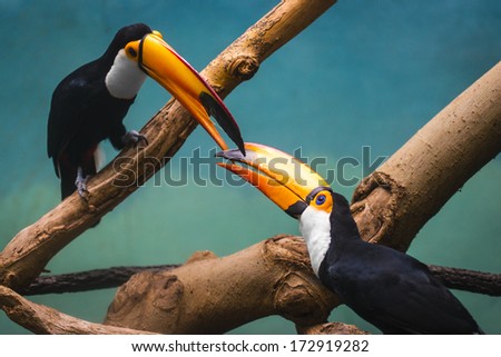 Couple of Toucans in love kissing in Jungle