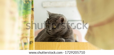 British cat domestic feline pet portrait animal photography lay on shelf and looking side ways by his yellow eyes, abstract unfocused drying cloth foreground frame on balcony flat space 