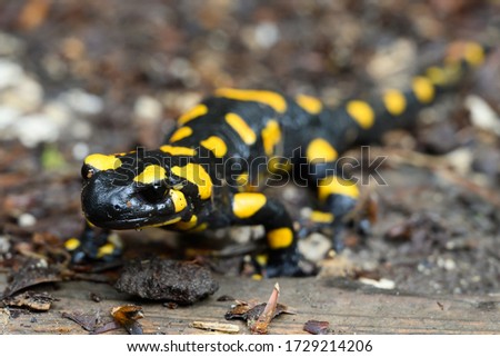 A fire salamander leaving  its hiding place  on a rainy day