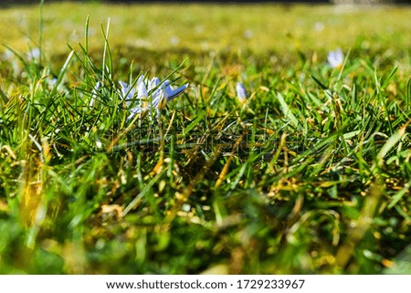 Green grass and crocus flowers in spring on a lawn
