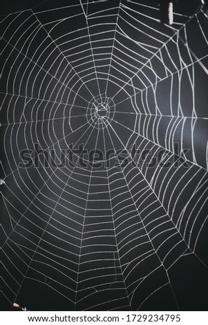spider's web on a black background.  Royalty-Free Stock Photo #1729234795