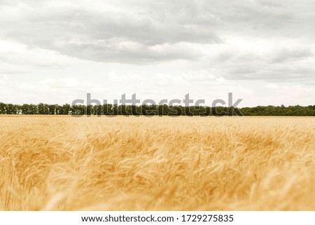 Close up picture of wheat field at daylight