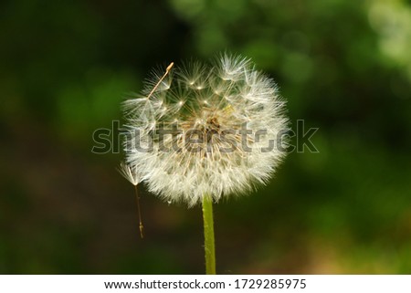 Dandelion in the park close up photography
