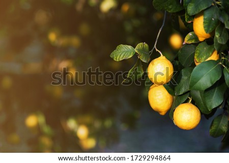 Background with fresh lemons on the branches. Space for text on the left. Blurred background, shallow depth of field.