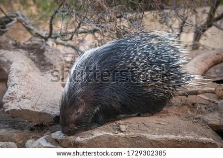 Close-up view of a porcupine