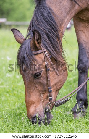 Horse - adorable animal. Concept of connection with nature