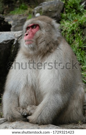 Japanese macaque , monkeys