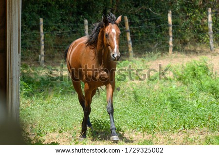 Large majestic horse running in grass field