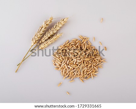 ears of oats and oats in grains isolated on a white background