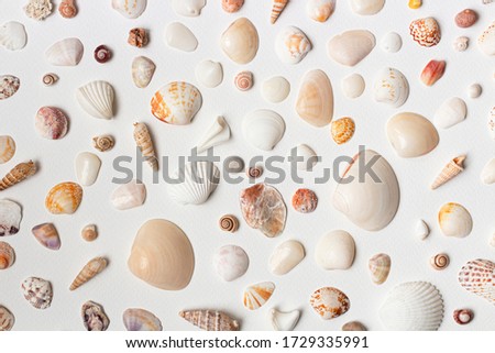 Summer time concept with sea shells on a white surface. Summer creative background. Top view