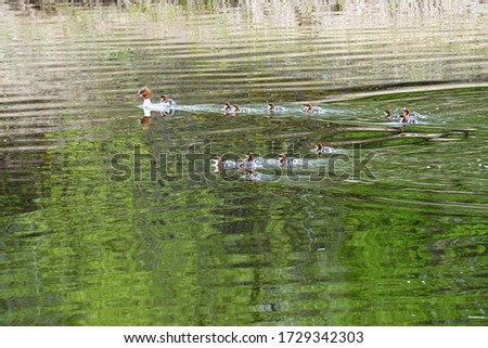 Female Goosander (Mergus merganser) with many chicks in water, spring 