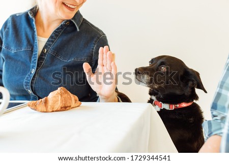 The owner does not allow the dog to scrounge a croissant from the table. Cropped image, focus on hand and dog Royalty-Free Stock Photo #1729344541