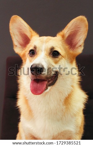 Welsh Corgi Pembroke Dog Portrait