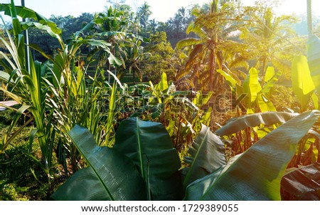 View of beautiful nature environment, lush green palm trees growing on rice fields in Tegalalang, Ubud during sunrise. Excellent shot for a background, flare sun light, filtered image