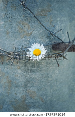 chamomile flower and barbed iron  wire, natural background. symbol of armistice during the war, prison, captivity, salvation. peace and hope concept. ecological problems, nature conceptual image