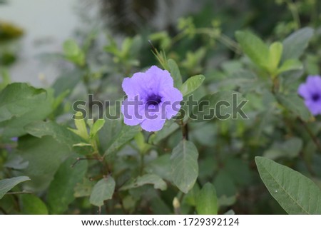 A Purple Ruellia tuberosa blooming on the day