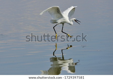 The little egret (Egretta garzetta) is a species of small heron in the family Ardeidae.