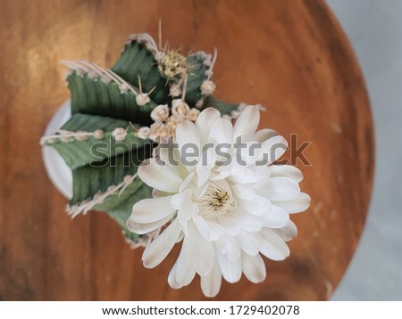 Top view of holding cactus pot on wooden background.