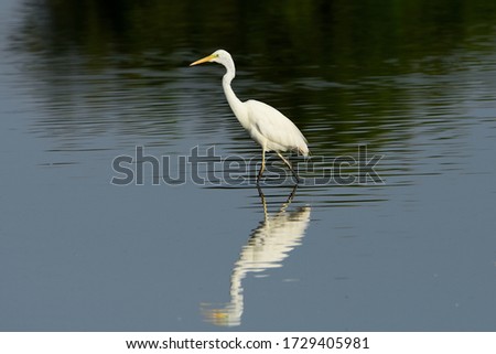 The Great Egret (Ardea alba), also known as common egret, large egret or great white heron , is a large, widely distributed egret.