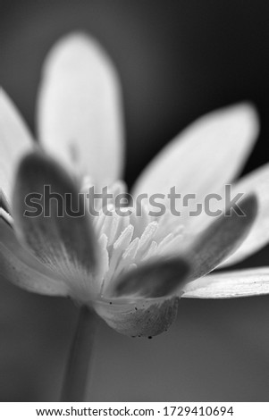 Close up macro details of a flower converted to black and white