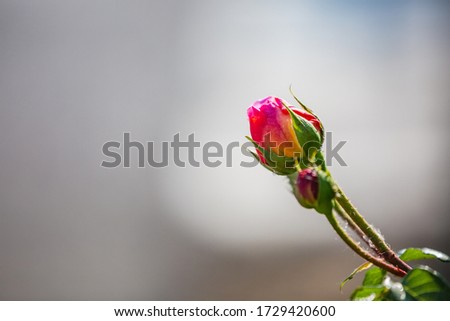 Closed pink rose bud on grey - white blur background