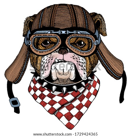 Bulldog, dog. Portrait of cute animal. Motorcycle helmet.