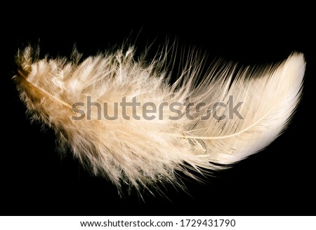 photo of a bird's feather for your creativity