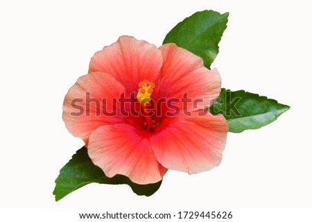 Pink Hibiscus on white background with path Royalty-Free Stock Photo #1729445626