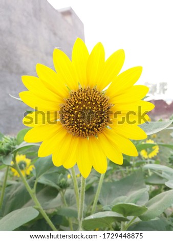 This is real sunflower picture