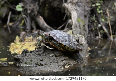 turtle resting in the sun by the river and playing with a fly on its nose