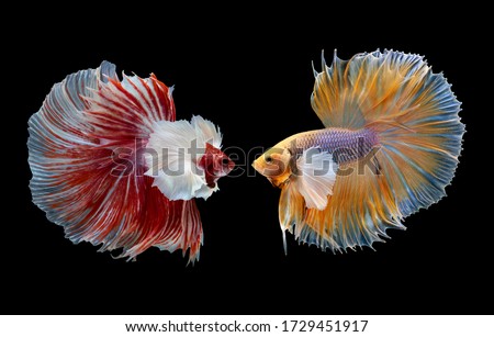 Multi color Siamese fighting fish(Rosetail)(halfmoon),dragon fighting fish,Betta splendens,on black background with clipping path,Dumbo ears