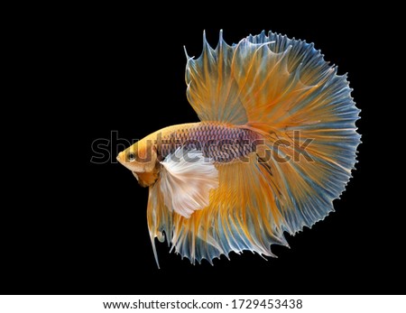Multi color Siamese fighting fish(Rosetail)(halfmoon),red dragon fighting fish,Betta splendens,on black background with clipping path