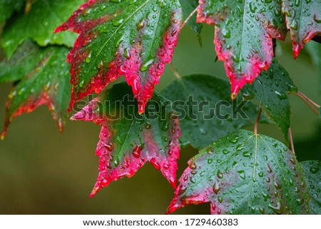Leaves on a maple tree start to turn red in the fall.