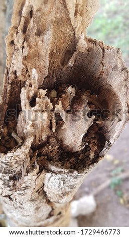 Tree trunk background on the outside