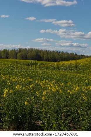 Summer landscape, a field with blooming rapeseed and a blue sky with clouds, bright yellow flowers.