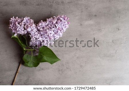 A branch of purple lilac flowers on a gray background.Top view.