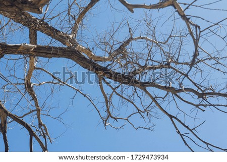 Branches of a dry tree on blue sky background