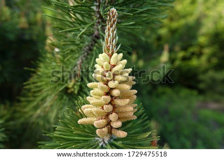 Coniferous trees with cones in the form of a large beautiful flower