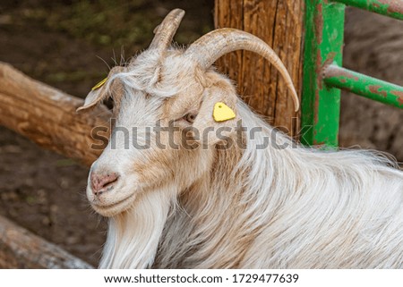 Adorable white goat with horns in a barn. Beautiful well-groomed animals