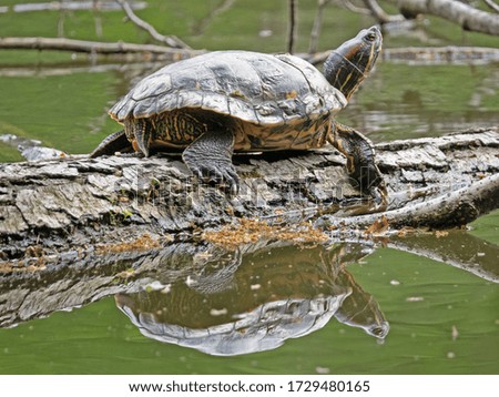 A turtle walks on a tree trunk over a lake in Brno, Czechia on a spring day.