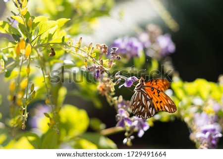 Beautiful and soft nature picture on sunny day with sunlight. Brown butterfly on a lilac flower and green bokeh background. Selective focus. Top view.