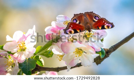 Fresh natural rose and floral background. Blossom apple tree with gentle white flowers and beautiful butterfly peacock eye
