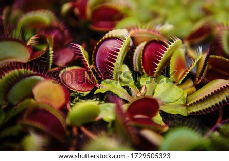 Carnivorous Dionaea Msucipula flower.Exotic Venus Flytrap flowers in close up.Dangerous fly trap catcher in pot