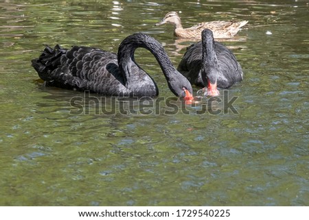 Two black swans with red beaks swim in a pond. One swan has its beak in the water. The sun shines on the feathers.