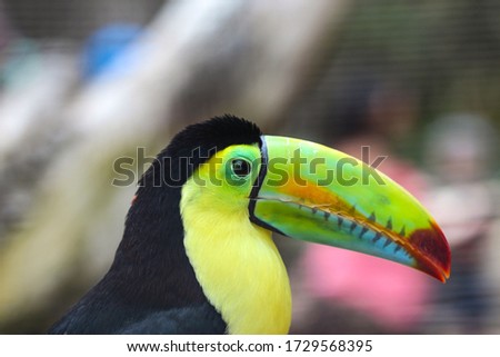 Keel-billed Toucan, Ramphastos sulfuratus, bird with big bill sitting on the branch in the forest, green vegetation, Canaries Islands