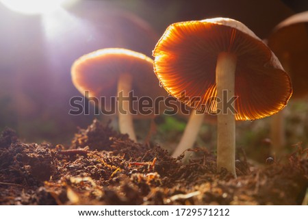 Hallucinogenic mushrooms grow in a natural environment. Mushrooms containing psilocybin.