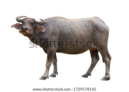 Year of the bull, buffalo with horns, symbol of 2021 on a white background, isolated Royalty-Free Stock Photo #1729578142